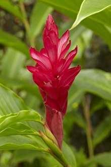 Viti Levu Prints: Red Ginger Flower (Alpinia purpurata), Coral Coast, Viti Levu, Fiji, South Pacific