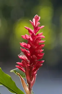 Costa Rican Prints: Red ginger plant in the Manuel Antonio National Park in Puntarenas province, Costa Rica