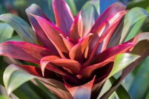 Crimson Prints: Red and green Bromeliad, USA