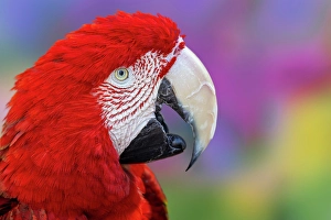 Macaw Prints: Red and green macaw, green-winged macaw