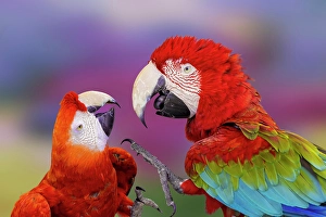 Macaw Prints: Red and green macaw, green-winged macaw