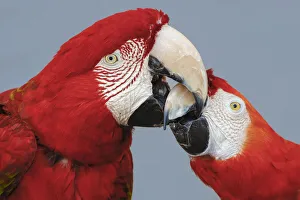Mouth Prints: Red and green Macaws, Green-winged Macaw