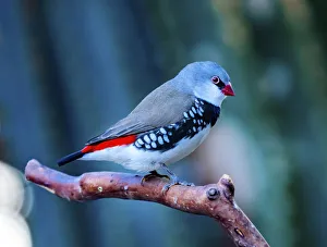 Plumage Prints: Red Grey Diamond Firetail Finch Plumage Close-Up. Native of Australia