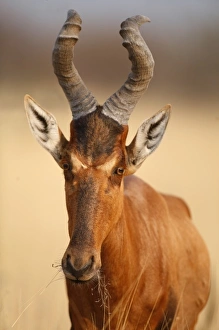 Red Hartebeest portrait (Alcelaphus caama). Etosha NP, Namibia