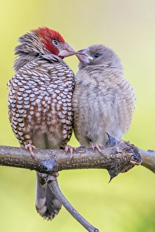 Images Dated 26th November 2023: Red-headed finch pair nuzzling in southern Africa