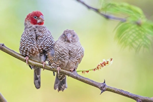 Images Dated 26th November 2023: Red-headed finch pair snuggling together in southern Africa