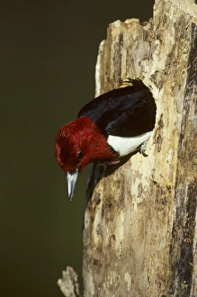 Emerging Prints: Red-headed Woodpecker (Melanerpes erythrocephalus) exiting nest cavity, Illinois