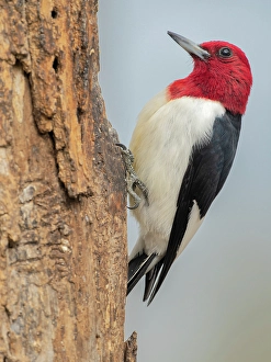 Prints of Red-headed woodpecker, Pennsylvania, USA Images Dated 2024 December: Red-headed woodpecker, Pennsylvania, USA