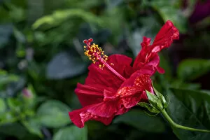Floral & Botanical Collection: Red Hibiscus