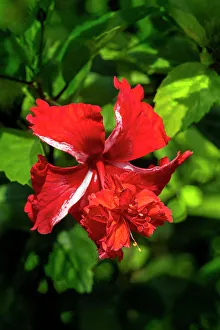 Malvaceae Prints: Red hibiscus