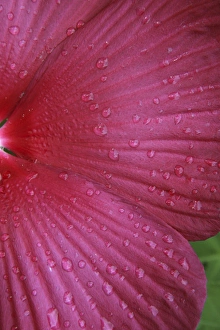 Images Dated 24th July 2005: Red Hibiscus Abstract