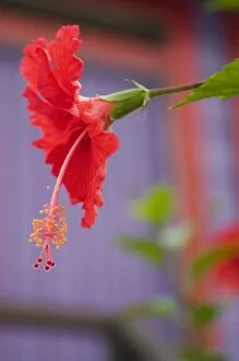 Red hibiscus flower (Hibiscus rosa-sinensis) near purple beach house, Placencia