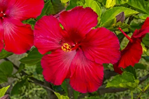 Painted Lady Prints: Red hibiscus flowers, Easter Island, Chile