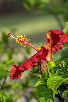 Images Dated 3rd September 2019: Red hibiscus, USA