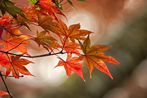 Orient Prints: Red japanese maple leaves