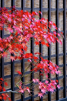 Maple Prints: Red Japanese maple tree in autumn, Takayama, Japan