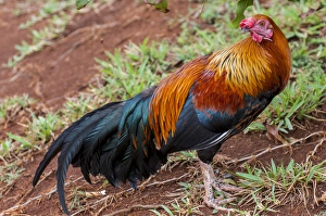 Hawaii Prints: Red Junglefowl on Kauai, Hawaii