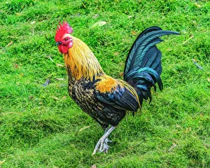 Rooster Prints: Red junglefowl rooster, Oahu, Hawaii