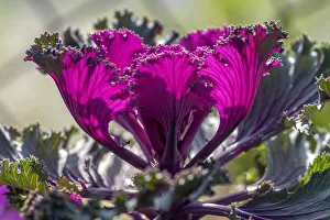Select Focus Prints: Red kale
