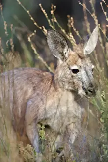 Hidden Prints: Red kangaroo (Macropus rufus) in Flinders Ranges National Park in Australia