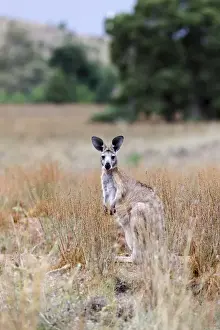 Images Dated 29th November 2011: Red kangaroo (Macropus rufus) in Flinders Ranges National Park in Australia