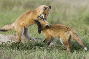 Safety Prints: Red kit fox playing near safety of den