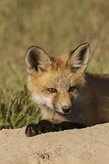 Burrow Prints: Red kit fox, resting on top den