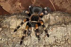 Spider Prints: Red Knee Tarantula, Brachypelma smithi, Mexico