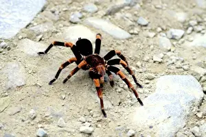 Miva Stock Prints: Red-kneed Tarantula (Euathlus mesomelas) close-up in on a trail at Monteverde Cloud Forest Reserve