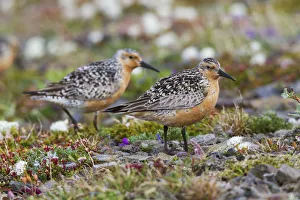 Sub Arctic Prints: Red Knots on the Arctic Tundra