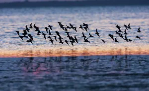 Shorebird Prints: Red knots flock at dusk