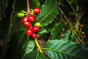 Red Kona coffee cherries on the vine, Captain Cook, The Big Island, Hawaii USA