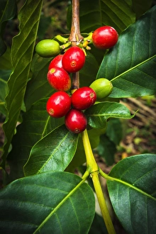 Images Dated 1st November 2012: Red Kona coffee cherries on the vine, Captain Cook, The Big Island, Hawaii USA