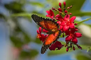 Images Dated 28th March 2015: Red Lacewing butterfly (Cethosia biblis) at the Butterfly and Nature Conservatory