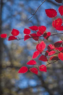 Images Dated 25th June 2019: Red leaves on tree branch against blue sky