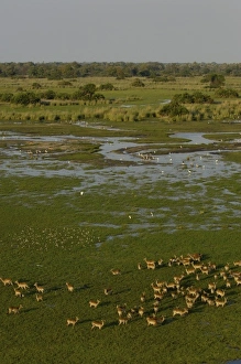 Images Dated 15th October 2005: Red Lechwe (Kobus leche). Okavango Delta, BOTSWANA. Southern Africa