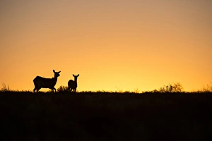 Red Lechwe (Kobus leche), Private game ranch, Great Karoo, SOUTH AFRICA