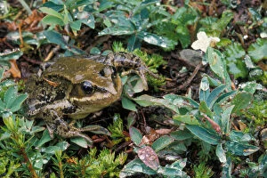 red-legged frog, Rana aurora, in the rainforest of Olympic National Park, Olympic Peninsula