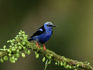 Images Dated 2022 August: Red-legged honeycreeper, Costa Rica, Central America