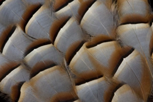 Silver Prints: Red-legged Partridge Flank feathers