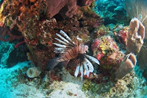 Images Dated 23rd December 2010: Red Lionfish (Pterois volitans) Coral Reef Island, Belize Barrier Reef. Second largest