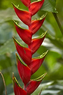 Red lobster claw (Heliconia caribaea), Maire Nui Gardens, Titakaveka, Rarotonga Red lobster claw (Heliconia caribaea), Maire Nui Gardens, Titakaveka, Rarotonga