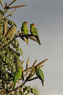 Images Dated 2nd January 2022: Red-lored Parrots, Costa Rica