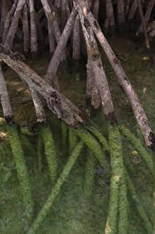 Red Mangrove (Rhizophora mangle), Sian Ka an Biosphere Reserve, Quintana Roo