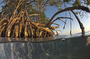 Red Mangrove Prints: Red Mangrove (Rhizophora mangle) Belize, Central America