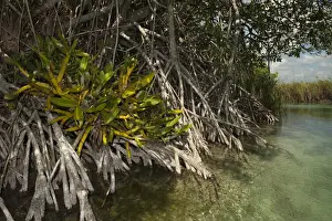 Images Dated 30th October 2009: Red Mangrove (Rhizophora mangle) & Orchid Sian Ka an Biosphere Reserve