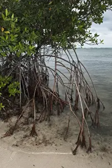 Images Dated 19th October 2009: Red Mangrove (Rhizophora mangle) Punta Herrero Mahahual Peninsula