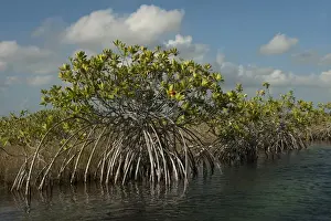 Red Mangrove (Rhizophora mangle) Sian Ka an Biosphere Reserve