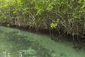 Red Mangrove Prints: Red Mangrove (Rizophora mangle), Bahia de Chetumal, Mahahual Peninsula, Quintana Roo