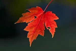 Images Dated 1st November 2007: Red Maple (Acer rubrum) red leaf in autumn, Ozark Mountains, Arkansas, USA